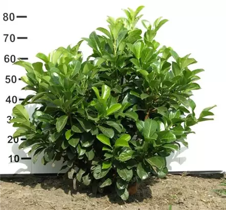 Lorbeerkirsche 'Etna' -R- - Prunus lauroc.'Etna' -R-