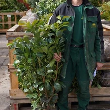 Prunus lauroc.'Etna' -R-, mB 80- 100