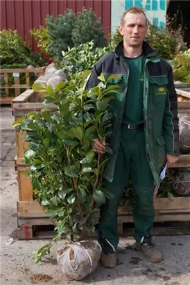 Lorbeerkirsche 'Etna' -R- - Prunus lauroc.'Etna' -R-