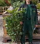Lorbeerkirsche 'Etna' -R- - Prunus lauroc.'Etna' -R-