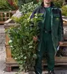 Lorbeerkirsche 'Etna' -R- - Prunus lauroc.'Etna' -R-