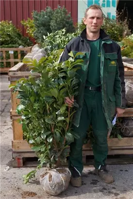 Lorbeerkirsche 'Etna' -R- - Prunus lauroc.'Etna' -R-