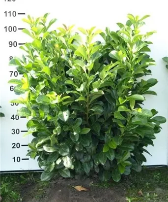 Lorbeerkirsche 'Etna' -R- - Prunus lauroc.'Etna' -R-