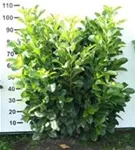 Lorbeerkirsche 'Etna' -R- - Prunus lauroc.'Etna' -R-