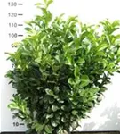 Lorbeerkirsche 'Etna' -R- - Prunus lauroc.'Etna' -R-