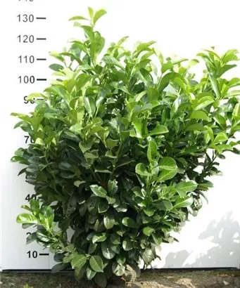 Lorbeerkirsche 'Etna' -R- - Prunus lauroc.'Etna' -R-