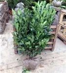 Lorbeerkirsche 'Etna' -R- - Prunus lauroc.'Etna' -R-