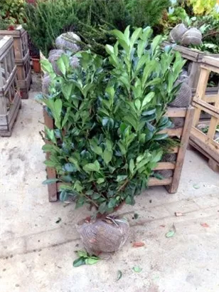 Lorbeerkirsche 'Etna' -R- - Prunus lauroc.'Etna' -R-