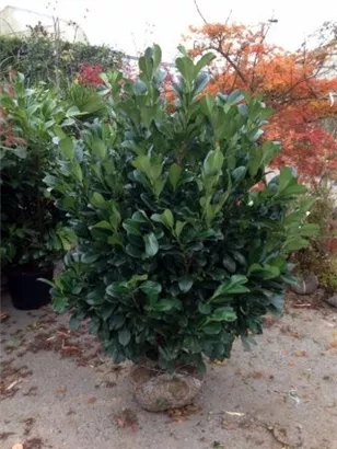 Lorbeerkirsche 'Etna' -R- - Prunus lauroc.'Etna' -R-