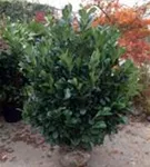 Lorbeerkirsche 'Etna' -R- - Prunus lauroc.'Etna' -R-
