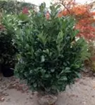 Lorbeerkirsche 'Etna' -R- - Prunus lauroc.'Etna' -R-