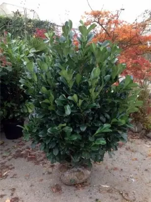 Lorbeerkirsche 'Etna' -R- - Prunus lauroc.'Etna' -R-