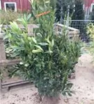 Aufrechte Lorbeerkirsche 'Herbergii' - Prunus lauroc.'Herbergii' - Heckenpflanzen