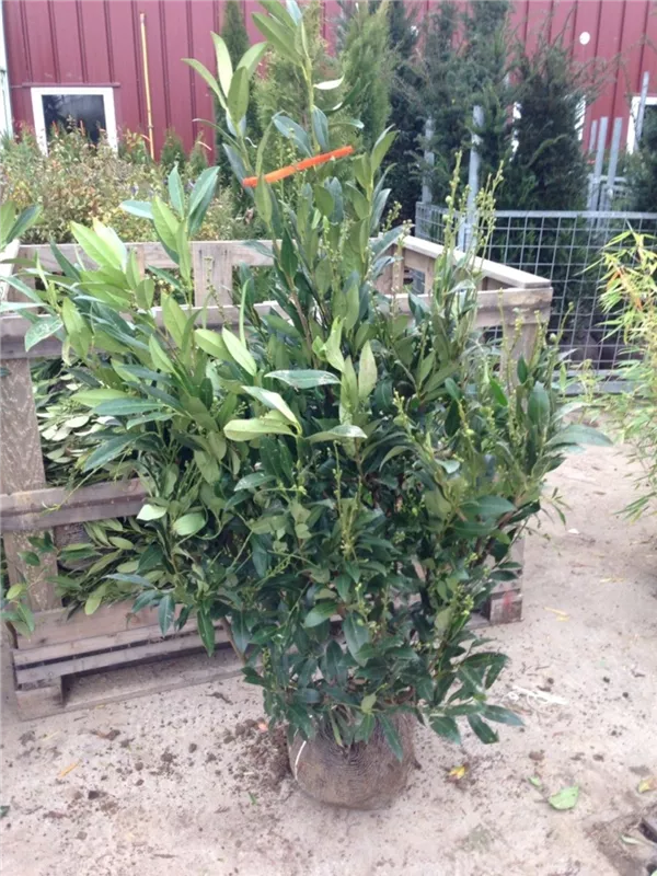 Aufrechte Lorbeerkirsche 'Herbergii' - Prunus lauroc.'Herbergii' - Heckenpflanzen