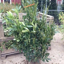 Prunus lauroc.'Herbergii' - Heckenpflanzen, mB 125- 150