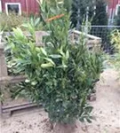 Aufrechte Lorbeerkirsche 'Herbergii' - Prunus lauroc.'Herbergii' - Heckenpflanzen