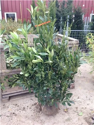 Aufrechte Lorbeerkirsche 'Herbergii' - Prunus lauroc.'Herbergii' - Heckenpflanzen