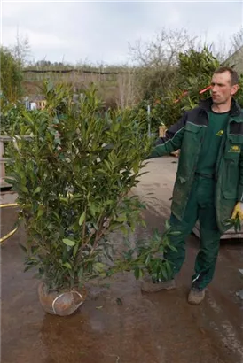 Aufrechte Lorbeerkirsche 'Herbergii' - Prunus lauroc.'Herbergii' - Heckenpflanzen