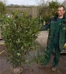 Aufrechte Lorbeerkirsche 'Herbergii' - Prunus lauroc.'Herbergii' - Heckenpflanzen