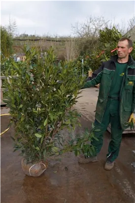 Aufrechte Lorbeerkirsche 'Herbergii' - Prunus lauroc.'Herbergii' - Heckenpflanzen