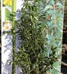 Aufrechte Lorbeerkirsche 'Herbergii' - Prunus lauroc.'Herbergii' - Heckenpflanzen