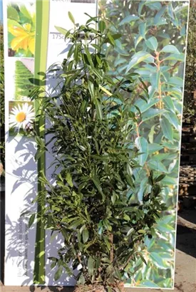 Aufrechte Lorbeerkirsche 'Herbergii' - Prunus lauroc.'Herbergii' - Heckenpflanzen