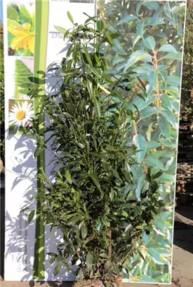 Aufrechte Lorbeerkirsche 'Herbergii' - Prunus lauroc.'Herbergii' - Heckenpflanzen