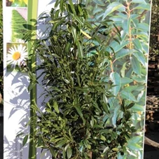Prunus lauroc.'Herbergii' - Heckenpflanzen, mB 150- 175