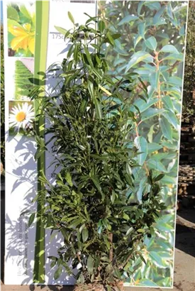 Aufrechte Lorbeerkirsche 'Herbergii' - Prunus lauroc.'Herbergii' - Heckenpflanzen