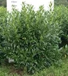 Aufrechte Lorbeerkirsche 'Herbergii' - Prunus lauroc.'Herbergii' - Heckenpflanzen