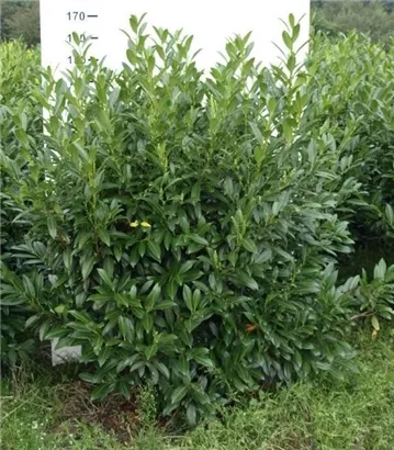 Aufrechte Lorbeerkirsche 'Herbergii' - Prunus lauroc.'Herbergii' - Heckenpflanzen
