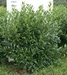 Aufrechte Lorbeerkirsche 'Herbergii' - Prunus lauroc.'Herbergii' - Heckenpflanzen
