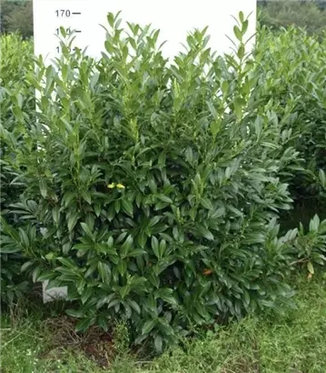 Aufrechte Lorbeerkirsche 'Herbergii' - Prunus lauroc.'Herbergii' - Heckenpflanzen