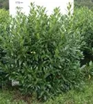 Aufrechte Lorbeerkirsche 'Herbergii' - Prunus lauroc.'Herbergii' - Heckenpflanzen