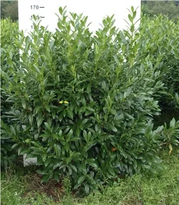 Aufrechte Lorbeerkirsche 'Herbergii' - Prunus lauroc.'Herbergii' - Heckenpflanzen