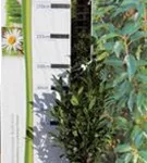 Aufrechte Lorbeerkirsche 'Herbergii' - Prunus lauroc.'Herbergii' - Heckenpflanzen