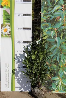 Aufrechte Lorbeerkirsche 'Herbergii' - Prunus lauroc.'Herbergii' - Heckenpflanzen