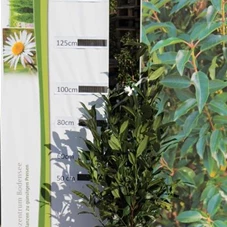 Prunus lauroc.'Herbergii' - Heckenpflanzen, mB 80- 100
