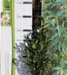 Aufrechte Lorbeerkirsche 'Herbergii' - Prunus lauroc.'Herbergii' - Heckenpflanzen