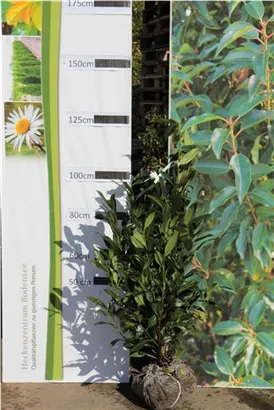 Aufrechte Lorbeerkirsche 'Herbergii' - Prunus lauroc.'Herbergii' - Heckenpflanzen