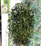 Aufrechte Lorbeerkirsche 'Herbergii' - Prunus lauroc.'Herbergii' - Heckenpflanzen