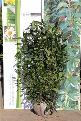 Aufrechte Lorbeerkirsche 'Herbergii' - Prunus lauroc.'Herbergii' - Heckenpflanzen
