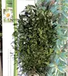 Aufrechte Lorbeerkirsche 'Herbergii' - Prunus lauroc.'Herbergii' - Heckenpflanzen