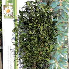 Prunus lauroc.'Herbergii' - Heckenpflanzen, mB 100- 125