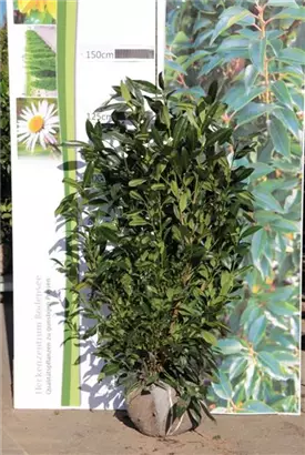 Aufrechte Lorbeerkirsche 'Herbergii' - Prunus lauroc.'Herbergii' - Heckenpflanzen
