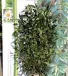 Aufrechte Lorbeerkirsche 'Herbergii' - Prunus lauroc.'Herbergii' - Heckenpflanzen