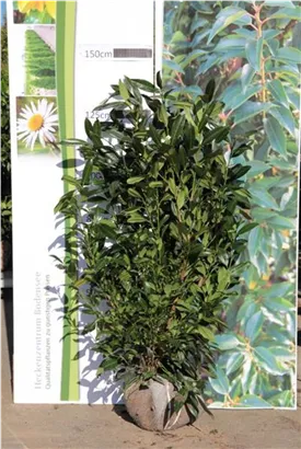 Aufrechte Lorbeerkirsche 'Herbergii' - Prunus lauroc.'Herbergii' - Heckenpflanzen