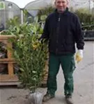 Aufrechte Lorbeerkirsche 'Herbergii' - Prunus lauroc.'Herbergii' - Heckenpflanzen