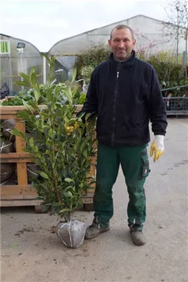 Aufrechte Lorbeerkirsche 'Herbergii' - Prunus lauroc.'Herbergii' - Heckenpflanzen