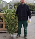 Aufrechte Lorbeerkirsche 'Herbergii' - Prunus lauroc.'Herbergii' - Heckenpflanzen
